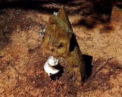There are several types of memorial items found in the cemetery. These items include horseshoes, glassware, carved tree stump, ceramics, etc There are several types of memorial items found in the cemetery. These items include horseshoes, glassware, carved tree stump, ceramics, etc.